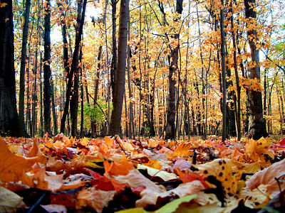 Autumn and Winter Maintenance 